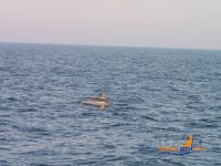 Filename=PICT5267.jpg
Filesize=190KiB
Dimensions=1280x960
Date added=Nov 13, 2007 PICT5267.jpg