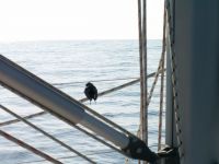 Filename=210-PICT1501.jpg
Filesize=182KiB
Dimensions=1280x960
Date added=Feb 02, 2008 210-PICT1501.jpg